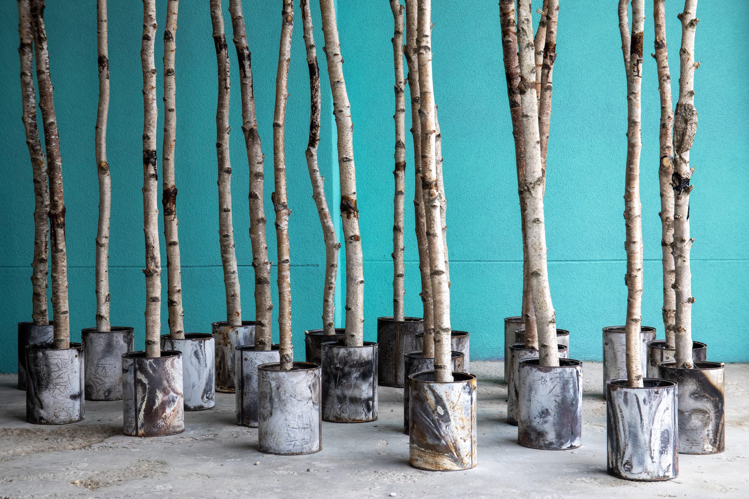 A photograph of some birch trees in ceramic pots, which are all displayed in front of a turquois blue wall.